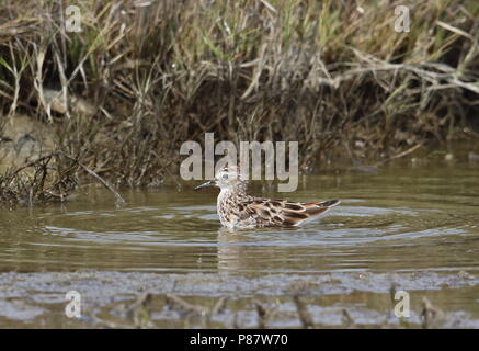 Long-toed stint (Calidris subminuta) adulto la balneazione occidentale di Taiwan Aprile Foto Stock