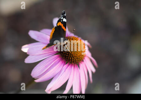 Farfalla posata sul fiore di echinacea Foto Stock
