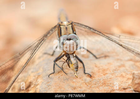 Imago Epaulet oeverlibel; Adulti Skimmer Epaulet; Foto Stock
