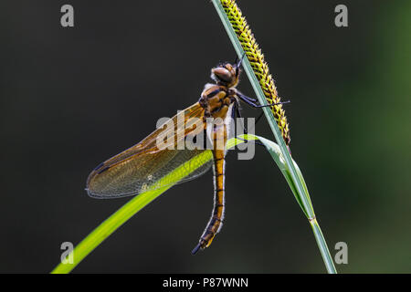 Tweevlek, Epitheca bimaculata Foto Stock