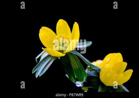 Bloeiende Winterakoniet, fioritura Aconitum invernale Foto Stock