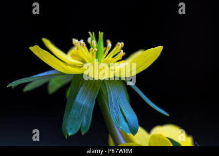 Bloeiende Winterakoniet, fioritura Aconitum invernale Foto Stock