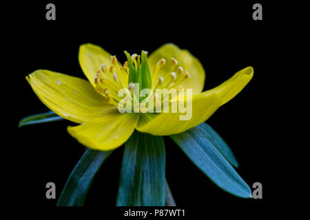 Bloeiende Winterakoniet, fioritura Aconitum invernale Foto Stock