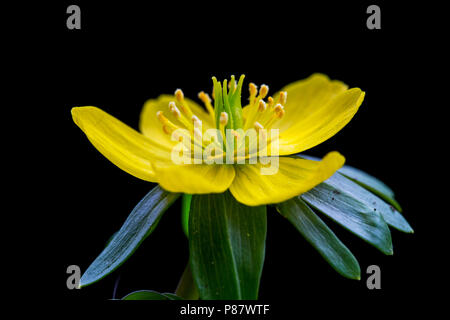 Bloeiende Winterakoniet, fioritura Aconitum invernale Foto Stock