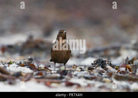 Eurasian Blackbird - Amsel - Turdus merula ssp. merula, Germania Foto Stock