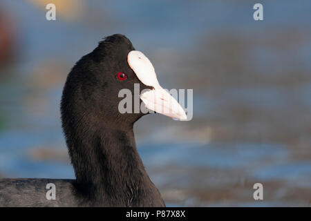 Eurasian Coot - Blässhuhn - fulica atra ssp. atra, Spagna (Mallorca), per adulti Foto Stock