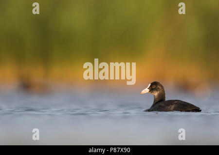 Eurasian Coot - Blässhuhn - fulica atra ssp. atra, Germania, capretti Foto Stock