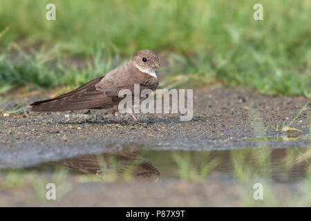 Eurasian Crag Martin la raccolta di materiale di nido, Rotszwaluw verzameld nestmateriaal Foto Stock