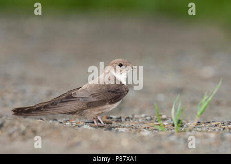 Eurasian Crag Martin la raccolta di materiale di nido, Rotszwaluw verzameld nestmateriaal Foto Stock