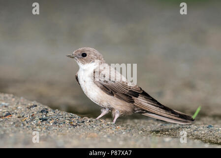 Eurasian Crag Martin la raccolta di materiale di nido, Rotszwaluw verzameld nestmateriaal Foto Stock