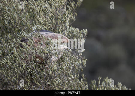 Eurasian Grifone - Gänsegeier - Gyps fulvus ssp. fulvus, Spagna, adulto prendendo il largo con materiale di nido Foto Stock
