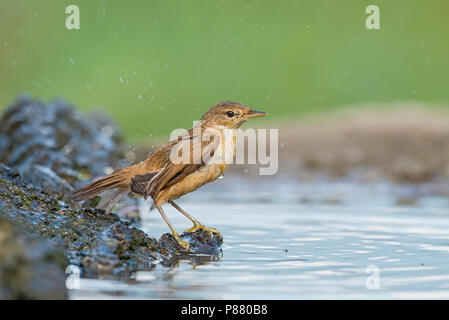 Eurasian Reed trillo, Kleine Karekiet Foto Stock