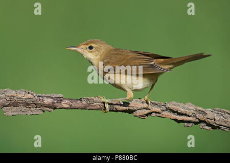 Eurasian Reed trillo, Kleine Karekiet Foto Stock