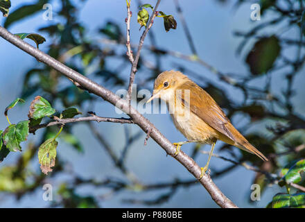 Eurasian Reed trillo, Kleine Karekiet, Acrocephalus scirpaceus Foto Stock