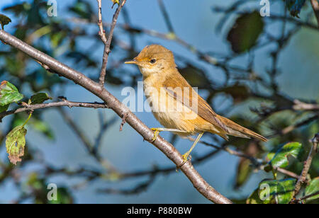 Eurasian Reed trillo, Kleine Karekiet, Acrocephalus scirpaceus Foto Stock