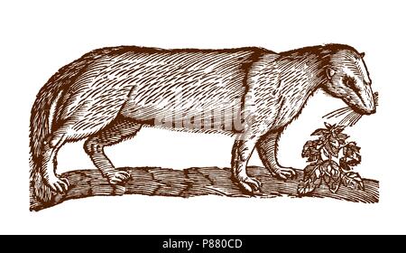 Polecat europea (mustela putorius) accanto ad un impianto. Illustrazione dopo una storica incisione xilografia dal XVII secolo Illustrazione Vettoriale