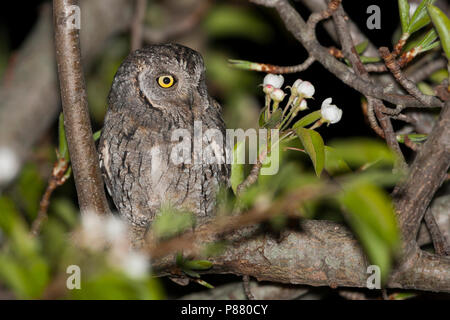 Eurasian Scops-Owl - Zwergohreule - Otus scops scops, Spagna (Mallorca), per adulti Foto Stock