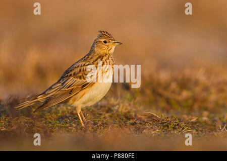 Allodola eurasiatico - Feldlerche - Alauda arvense arvense, Germania Foto Stock