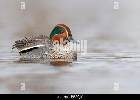 Eurasian Teal - Krickente - Anas crecca, Germania, maschio adulto Foto Stock