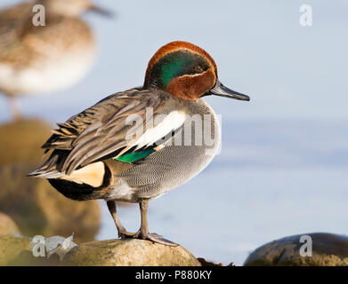 Eurasian Teal - Krickente - Anas crecca, Svizzera, maschio adulto Foto Stock