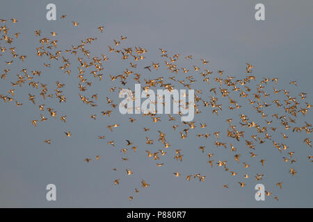 Fischione - Pfeifente - Mareca penelope, Germania, uno stormo in volo sopra i prati in wintergrounds. Foto Stock