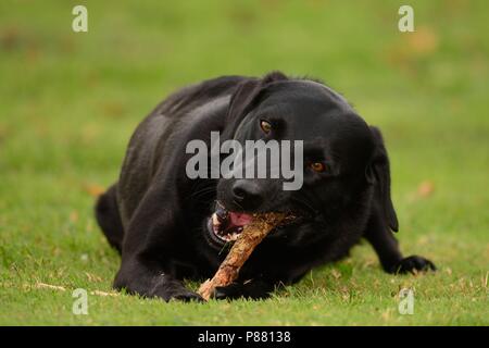 Basso angolo di visione di un giovane nero Labrador masticare un bastone Foto Stock