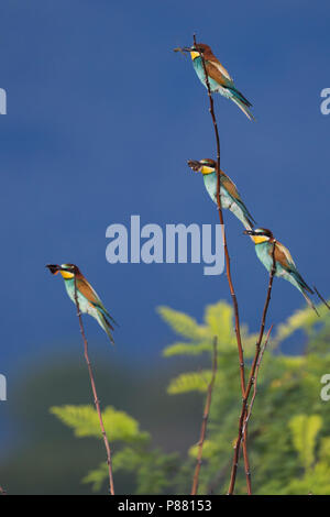 Unione gruccione - - Bienenfresser Merops apiaster, Germania, per adulti Foto Stock