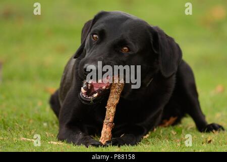 Basso angolo di visione di un giovane nero Labrador masticare un bastone Foto Stock