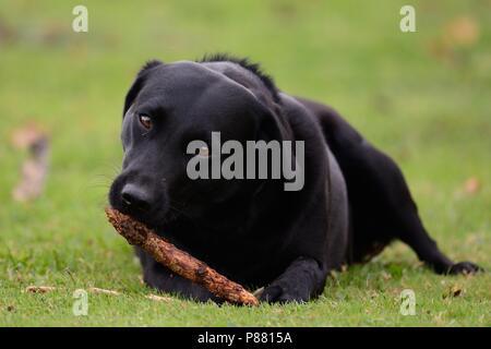 Basso angolo di visione di un giovane nero Labrador masticare un bastone Foto Stock