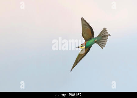 Unione gruccione, Bijeneter, Merops apiaster, Ungheria, adulti Foto Stock