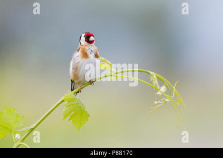 Cardellino europeo - Stieglitz - Carduelis carduelis ssp. carduelis, Germania, maschio adulto Foto Stock