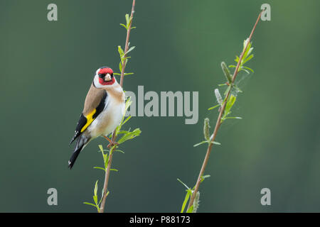 Cardellino europeo - Stieglitz - Carduelis carduelis ssp. carduelis, Germania, maschio adulto Foto Stock