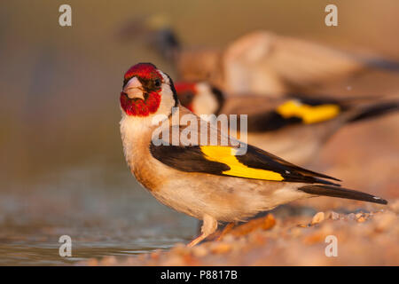 Unione cardellino, putter, Carduelis carduelis ssp. balcanica, Croazia, maschio adulto Foto Stock