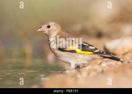 Unione cardellino, putter, Carduelis carduelis ssp. balcanica, Croazia, capretti Foto Stock