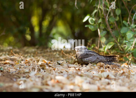 Nightjar europeo - Ziegenmelker - Caprimulgus europaeus, Oman, adulti Foto Stock
