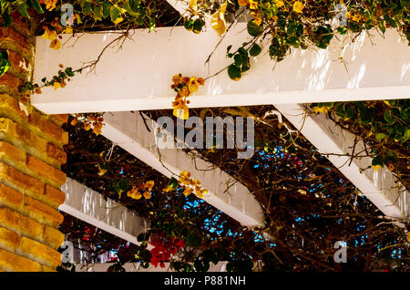 Primo piano su un bel pergolato coperto con piante rampicanti con fiori colorati, relax, architettura Foto Stock