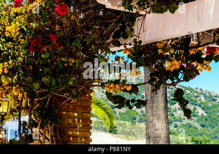 Primo piano su un bel pergolato coperto con piante rampicanti con fiori colorati, relax, architettura Foto Stock