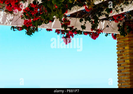 Primo piano su un bel pergolato coperto con piante rampicanti con fiori colorati, relax, architettura Foto Stock