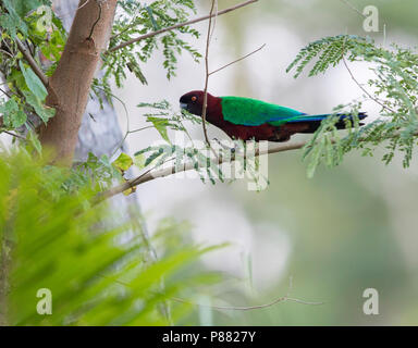 Maroon Shining-Parrot (Prosopeia tabuensis) è endemica delle isole di Vanua Levu e Taveuni nelle isole Figi ed è stato introdotto per le isole del sud Foto Stock