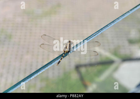 Un amichevole dragonfly in posa nel mio balcone Foto Stock