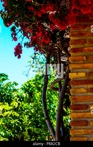 Primo piano su un bel pergolato coperto con piante rampicanti con fiori colorati, relax, architettura Foto Stock