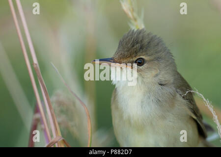 Marsh trillo - Sumpfrohrsänger - Acrocephalus palustris, Germania Foto Stock