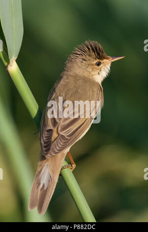 Marsh trillo - Sumpfrohrsänger - Acrocephalus palustris, Germania Foto Stock