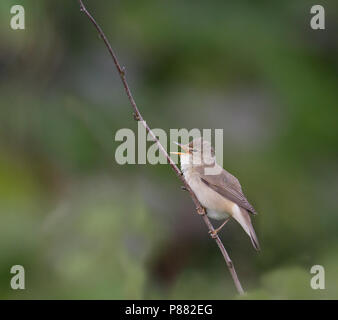 Marsh trillo (Acrocephalus palustris) cantare a maschio per le Isole Shetland in giugno. Foto Stock