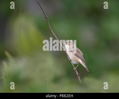 Marsh trillo (Acrocephalus palustris) Foto Stock