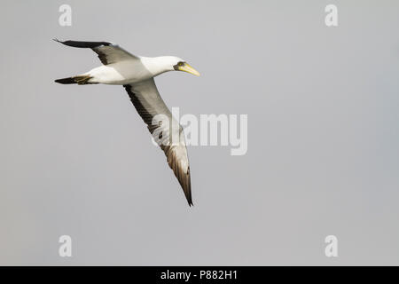 Masked Booby - Maskentölpel - Sula dactylatra ssp. melanops, Oman, adulti Foto Stock