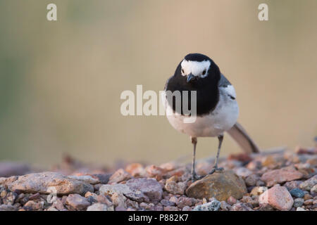 Wagtail mascherato - Bachstelze - Motacilla alba ssp. personata, Kazakistan Foto Stock