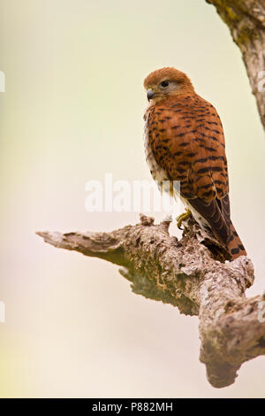 Maurizio Gheppio (Falco punctatus) una specie endemica del raptor da Maurizio. Una specie in via di estinzione con il minor numero di 400 coppia uccelli vivi in wi Foto Stock