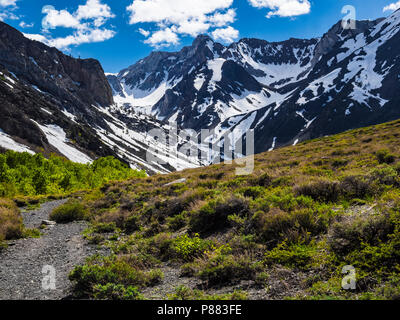Fiori Selvatici a condannare il lago di Mammoth Lakes, orientale sierras Foto Stock