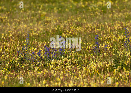 Campo di maggiore sonaglio giallo (Rhinanthus angustifolius) a Lentevreugd in estate Foto Stock